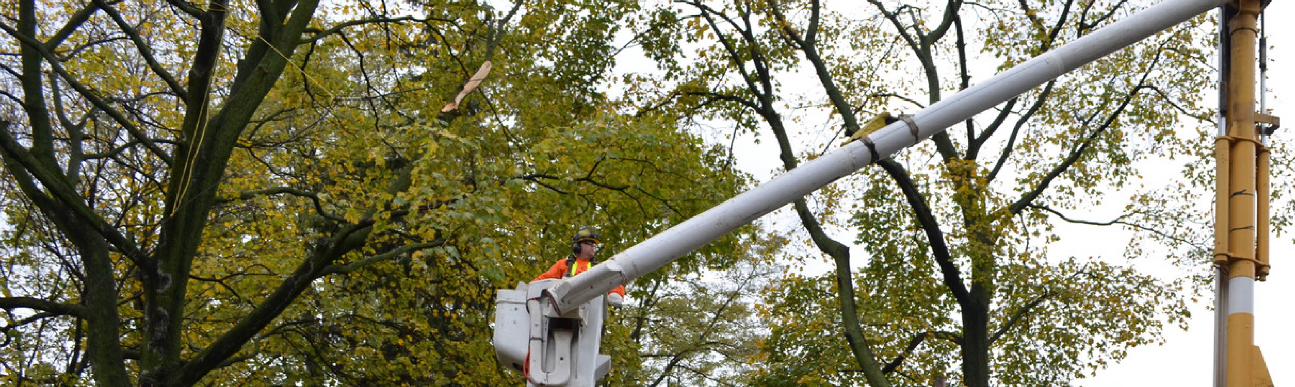 Toronto Hydro crew member trimming tree from an elevated bucket.'